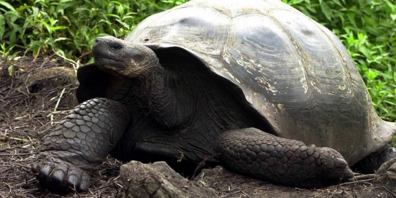 Nacieron tortugas en las Islas Galápagos luego de un siglo