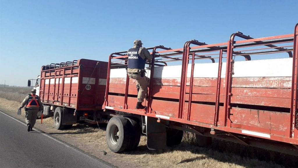 Pascanas: Un camionero fue detenido por transportar cerdos con documentación falsa